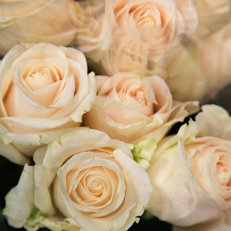 Cream Roses: Charm and Thoughtfulness