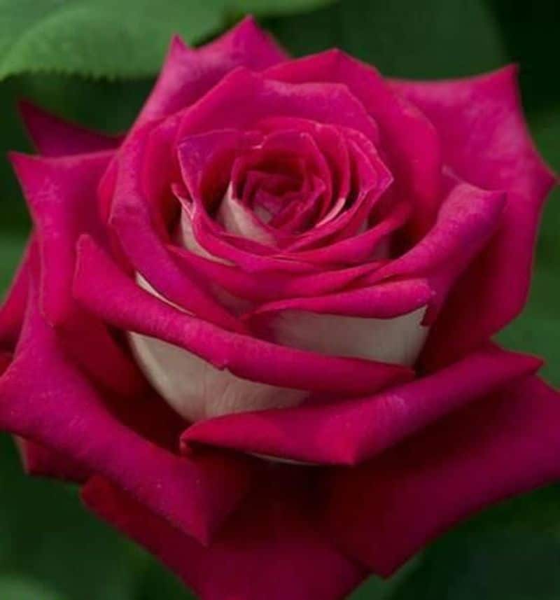Dark Pink Roses: Gratitude and Appreciation