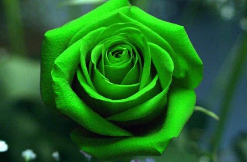 Green Roses: Constant rejuvenation of spirit