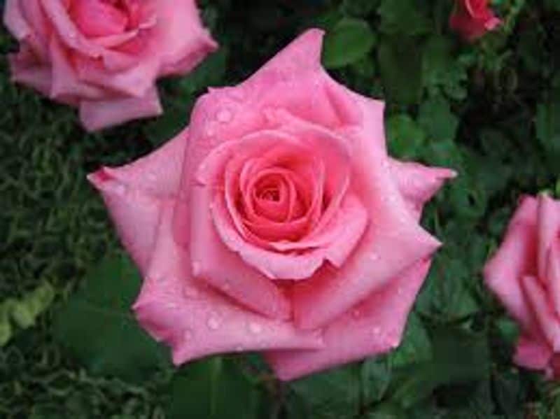 Light Pink Roses: Grace