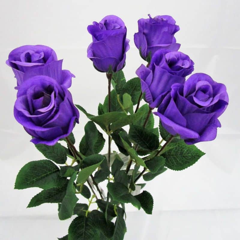 Purple Roses: Enchantment