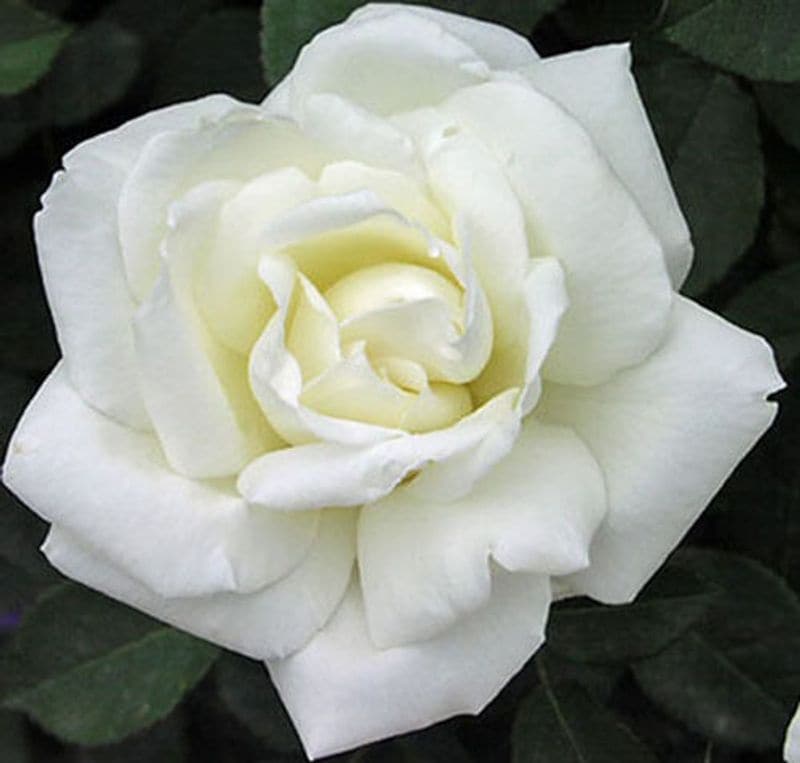 White Roses: A heart unacquainted with love