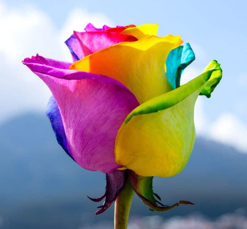 Rainbow Roses: Happy Roses
