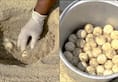 Forest range officials collect 927 Olive Ridley sea turtle eggs in Dhanushkodi