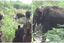 Villager killed by wild elephant in Chhattisgarh
