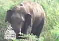 Kerala forest department officials capture rogue elephant  Idukki