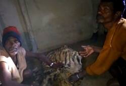 Illegal poaching of tiger in Madhya Pradesh