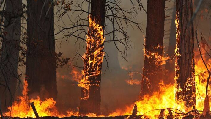 20 acre forest caught wild fire in mandya 20 acre forest caught wild fire in mandya