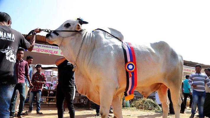 India Expensive Ox Sulthan scold at 15 Lakhs India Expensive Ox Sulthan scold at 15 Lakhs