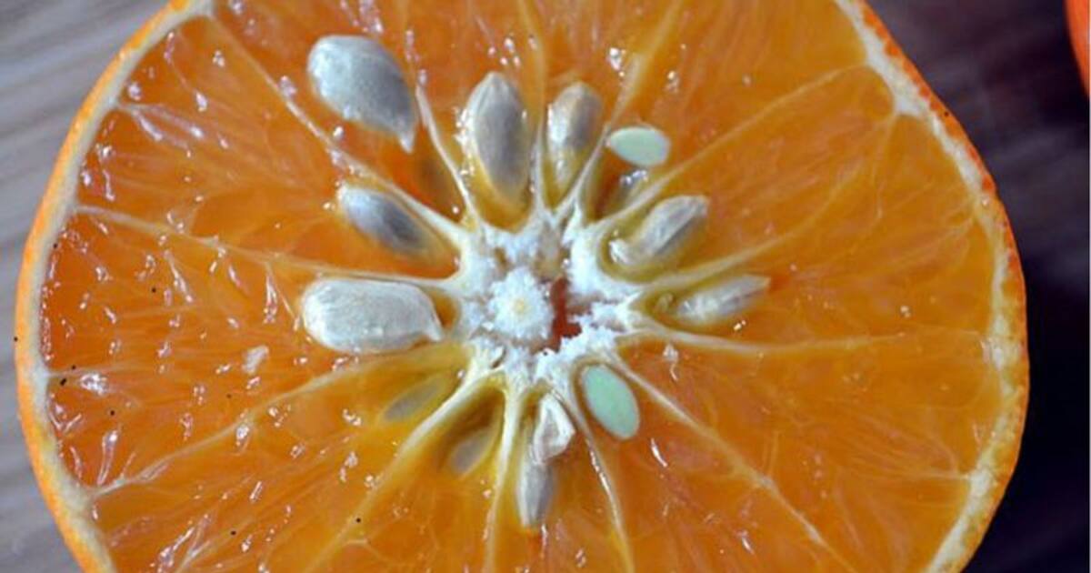 ഓറഞ്ചിന്‍റെ കുരു കളയുന്നതിന് മുമ്പ് ഇതൊന്ന് അറിഞ്ഞിരിക്കുക...