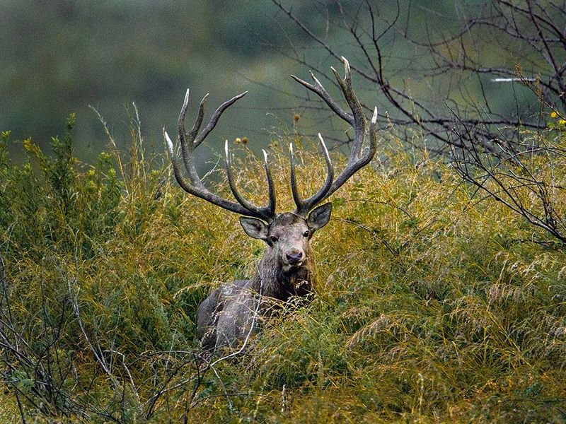 JAMMU & KASHMIR: The handsome Hangul or Kashmir Stag are battling for their existence. The only surviving species of red deers in India, they are best known for their gorgeous antlers with 11 to 16 points.