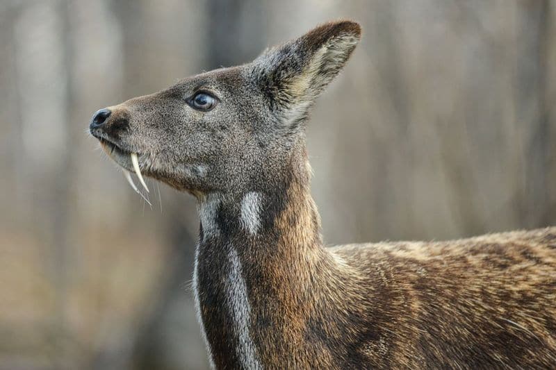 UTTARAKHAND: The fanged and 'fragrant' Musk Deer are endangered. Scent is a distinctive part of their behaviour, using it to mark territories and communicate. The male produces musk that is also used to manufacture perfumes and soaps.