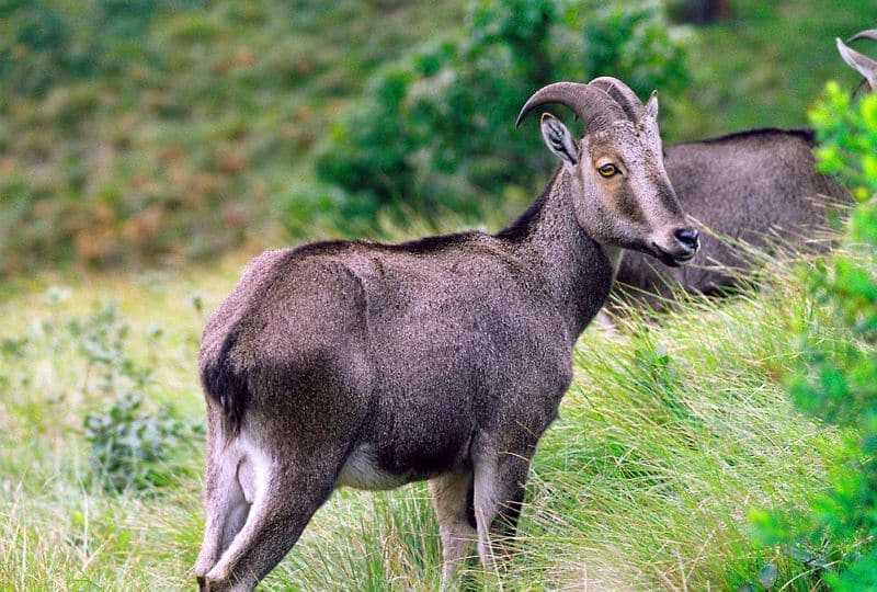 TAMIL NADU: The stocky mountain goat, Nilgiri Tahr, of Tamil Nadu that is also facing endangerment. They are known for their beautiful brownish black eyes with a fawn-colored ring encircles them.