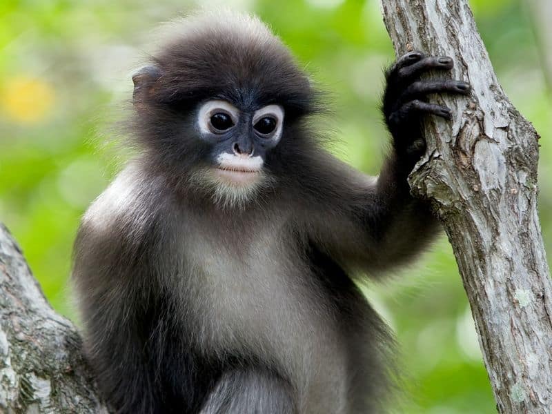 TRIPURA: The endangered and adorable Phayres Langur are the state animal of Tripura. The female Phayres Langur give birth to only one offspring which they nurse for almost a year.