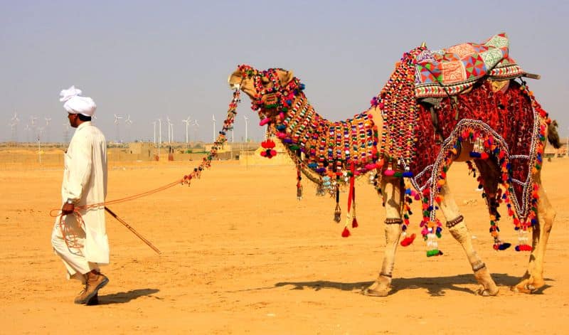 RAJASTHAN: The state animal of Rajasthan, camel, has more teeth than you (34, to be precise) and can go 5-7 days with little or no food and water. Though you may see them quite often camels have been declared as an endangered species by IUCN.