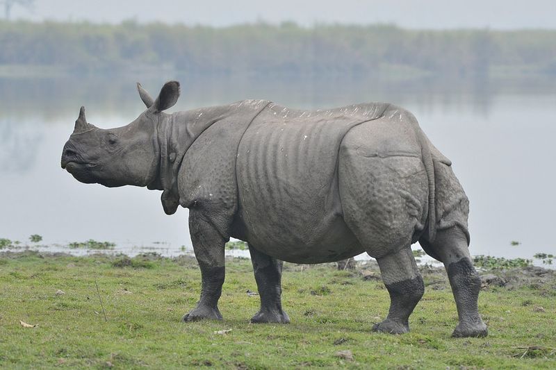 ASSAM: Indian Rhinoceros represent Assam and have interesting features such as keratin horn and lack of hair. These make them susceptible to poachers and are listed as 'Vulnerable' in IUCN.