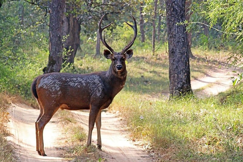 ODISHA: The 'Vulnerable' Sambar deer reps Odisha and is well-known for their unique 43-inches long antlers.