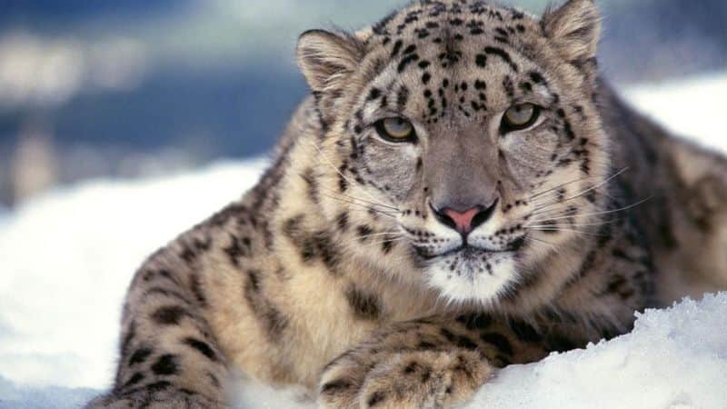 HIMACHAL PRADESH: Solitary and endangered, Snow Leopard, are known for using their distinctive furry tail that stores fat as a blanket to keep warm.