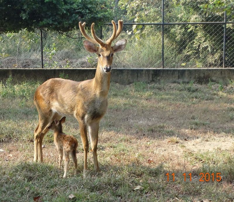 MANIPUR: The endangered Sangai are exclusively found only in Manipur, making them the state animal. They are known for their antlers that almost look as if feathered.