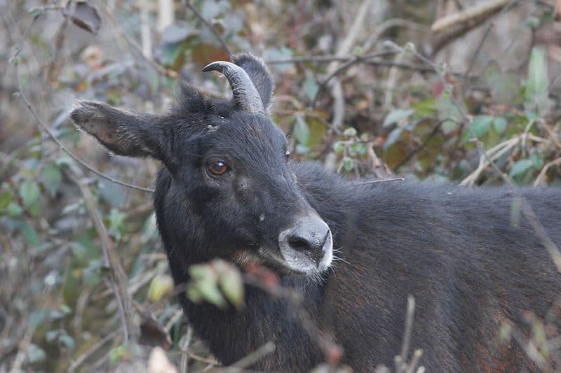 MIZORAM: The unusual looking Sumatran Serow may look like a mix between a  tiny horse and a mountain goat. Their special feature is a whistling scream and great climbing talent.