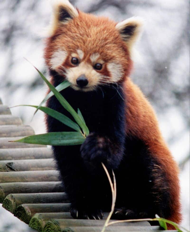 SIKKIM: The beautiful Red Panda, classified as 'Endangered' in IUCN list, are very similar to the Giant Panda and spend most of the day resting to conserve their energy since their bamboo diet has a low energy content.