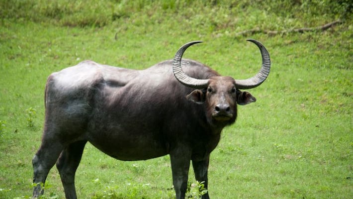 Wild buffalo and deer found in udupi Wild buffalo and deer found in udupi