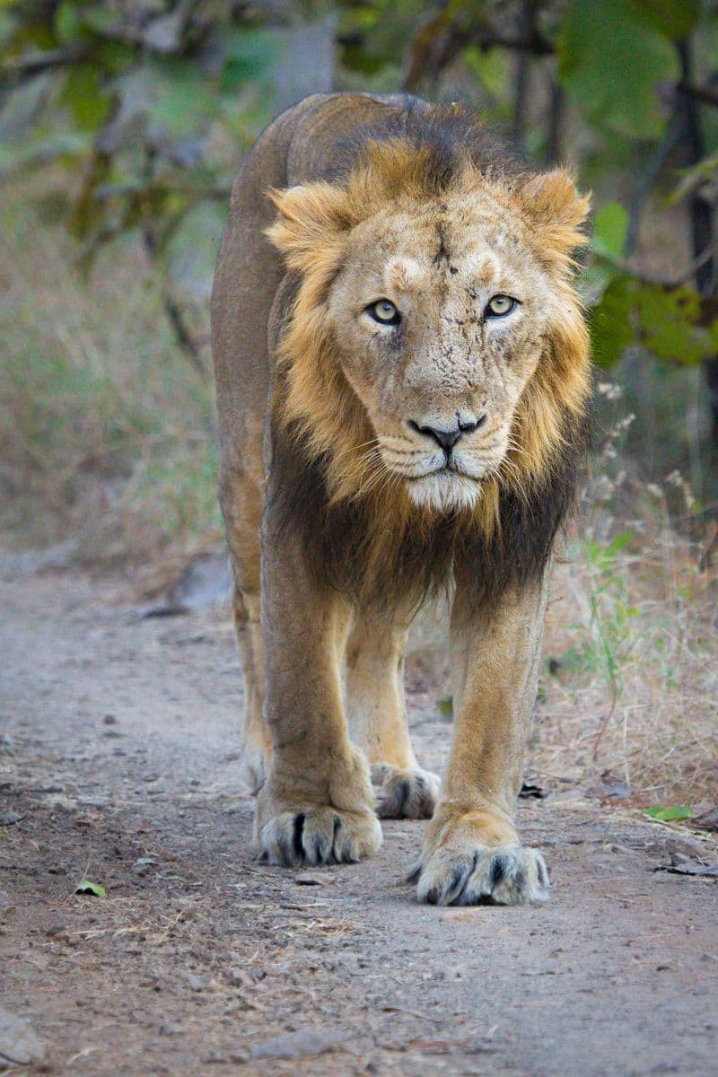 GUJRAT: The endangered largest cat in India, Asiatic Lior or Sher, are best known for hunting in groups called prides using precise strategies.