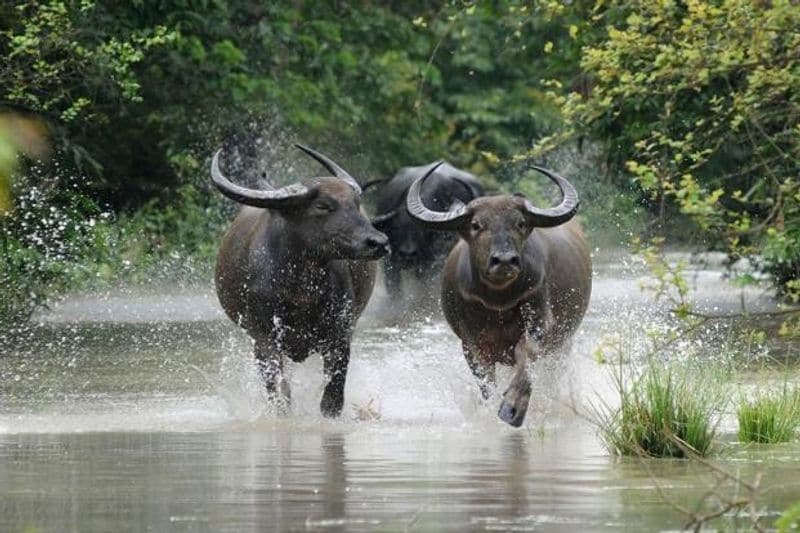 CHHATTISGARH: Wild Water Buffalo, are known for their gorgeous scimitar shaped horns and can be often seen wallowing in muddy waters.