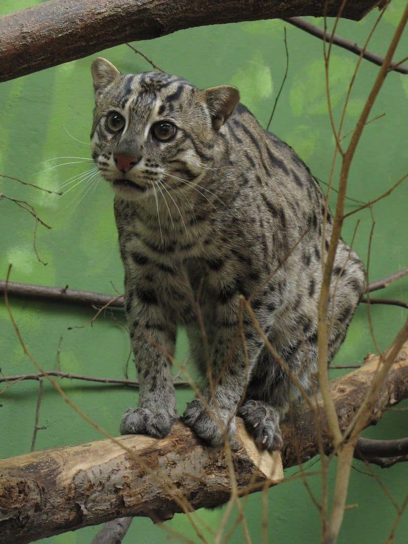 WEST BENGAL: The state's mascot is a cat that can swim, catches fish and is twice the size of your house kitty. The Fishing Cat is listed as vulnerable due to threats to their habitation.