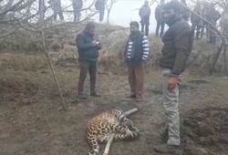 Army jawan killed leopard in self defence in Jammu and Kashmir's Shopian
