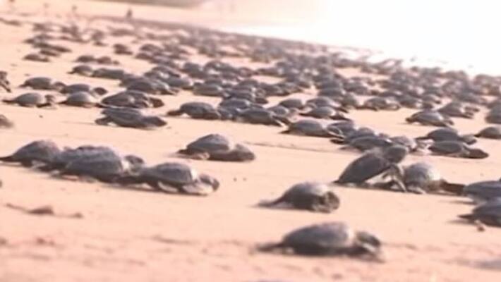 lakhs of rarest kind turtles reached odisha beach lakhs of rarest kind turtles reached odisha beach