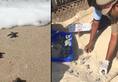 Tamil Nadu forest officials release Olive Ridley turtle hatchlings into sea