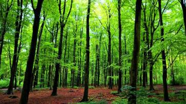 Project Vruksha Tree census yet to start in Bengaluru due to BBMP apathy Project Vruksha Tree census yet to start in Bengaluru due to BBMP apathy