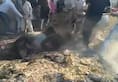 villagers help bull to get out from well