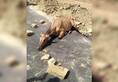 in madhya pradesh cow hurt by dogs