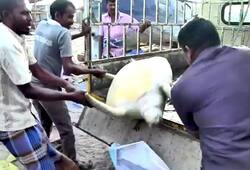 Tamil Nadu Police rescue 2 turtles from Thoothukudi warehouse
