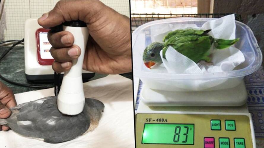 Bengaluru heat takes toll on birds Here is experts’ advice for