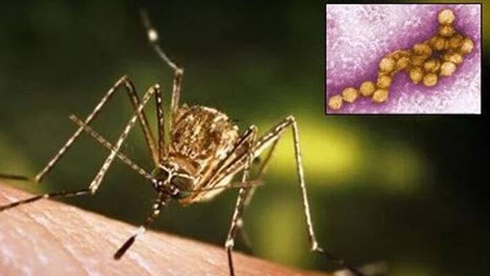Veena George orders controlling spread of mosquitoes as man succumbs to West Nile fever in Thrissur Veena George orders controlling spread of mosquitoes as man succumbs to West Nile fever in Thrissur