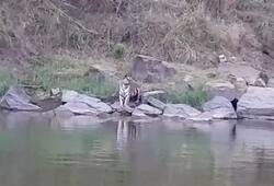 Tigers of Panna Reserve Madhya Pradesh seen frequently