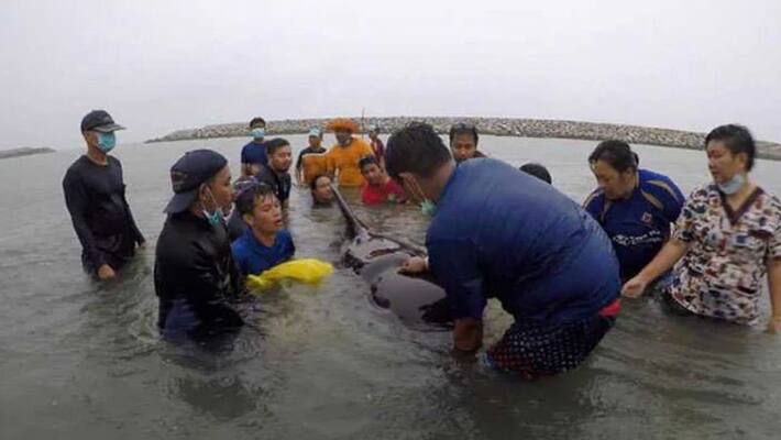 philippines dead whale found with 88 pounds of plastic inside body philippines dead whale found with 88 pounds of plastic inside body