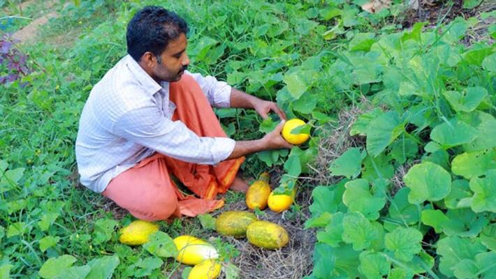 sreelals organic vegetable agriculture sreelals organic vegetable agriculture