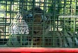 Kerala forest department finally trap tiger attacked forest officials five citizens