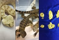 Chennai airport customs officials seize Rs1 crore exotic animals separate incidents
