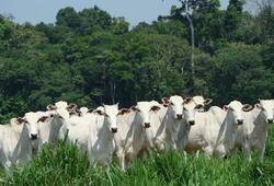 Cows only prevent earth from becoming a desert