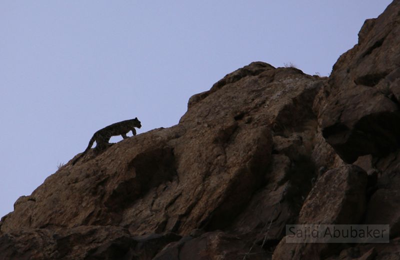 In search of snow leopard a photo journalists travelogue by Sajid Aboobaker Yathrakkidayil photo series
