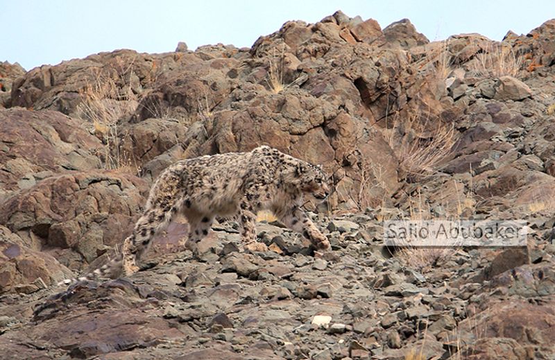 In search of snow leopard a photo journalists travelogue by Sajid Aboobaker Yathrakkidayil photo series