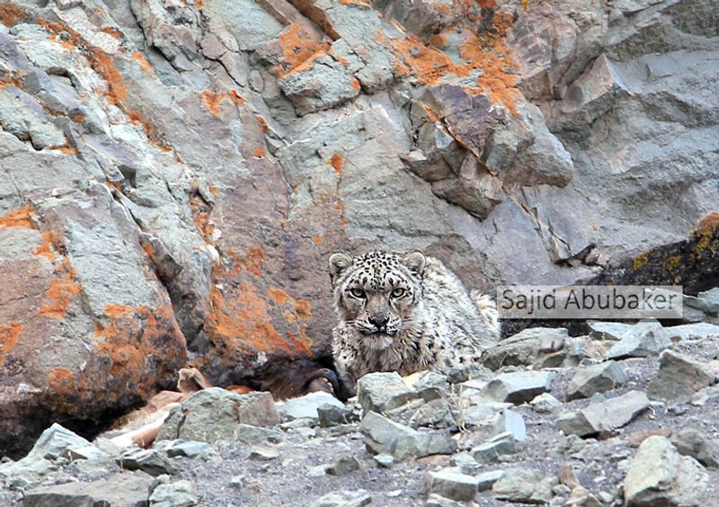 In search of snow leopard a photo journalists travelogue by Sajid Aboobaker Yathrakkidayil photo series