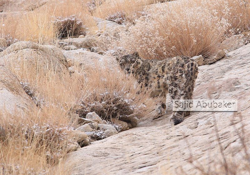 In search of snow leopard a photo journalists travelogue by Sajid Aboobaker Yathrakkidayil photo series