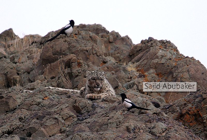 In search of snow leopard a photo journalists travelogue by Sajid Aboobaker Yathrakkidayil photo series