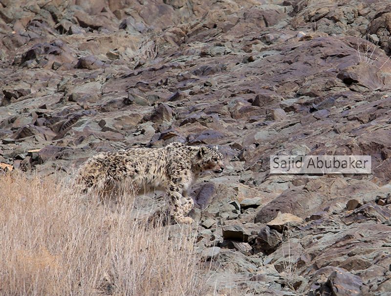 In search of snow leopard a photo journalists travelogue by Sajid Aboobaker Yathrakkidayil photo series